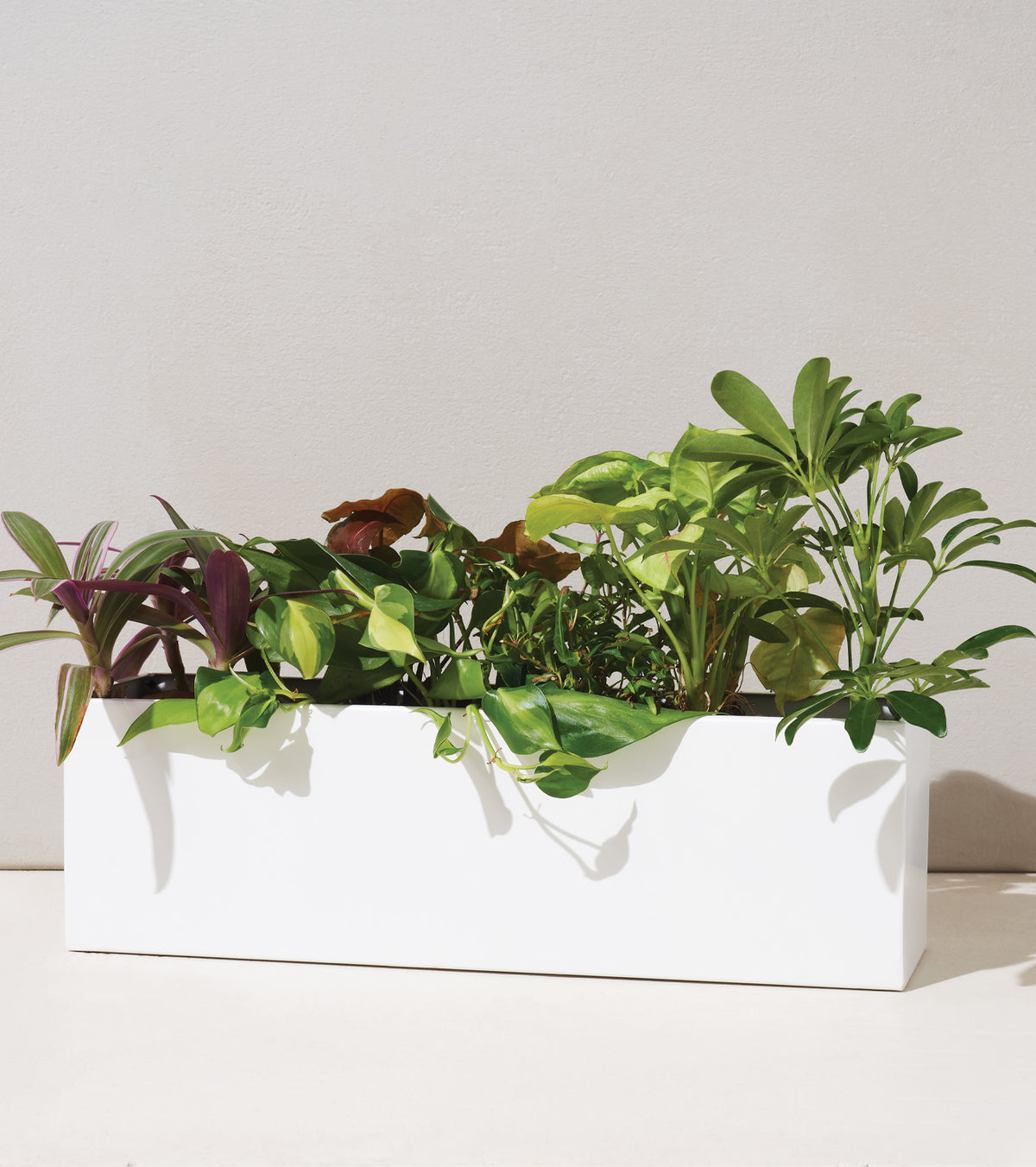White planter box filled with a variety of lush green and colorful indoor plants against a neutral background.