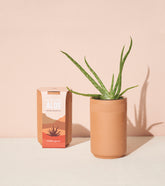 Terracotta grow kit featuring an aloe plant in a textured pot, with a colorful packaging box beside it.