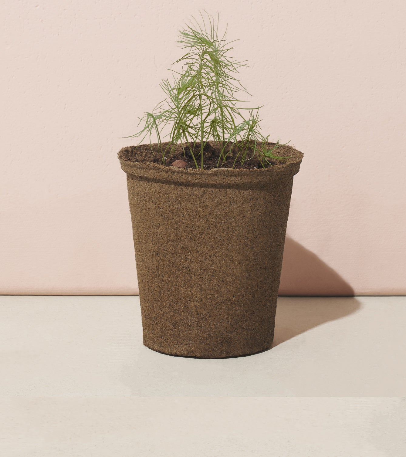 A young tree sapling growing in a biodegradable pot against a soft pink background.