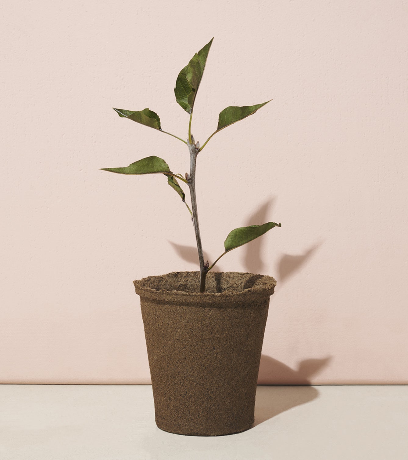 A young tree sapling in a biodegradable pot, set against a soft pink background, showcasing its green leaves.