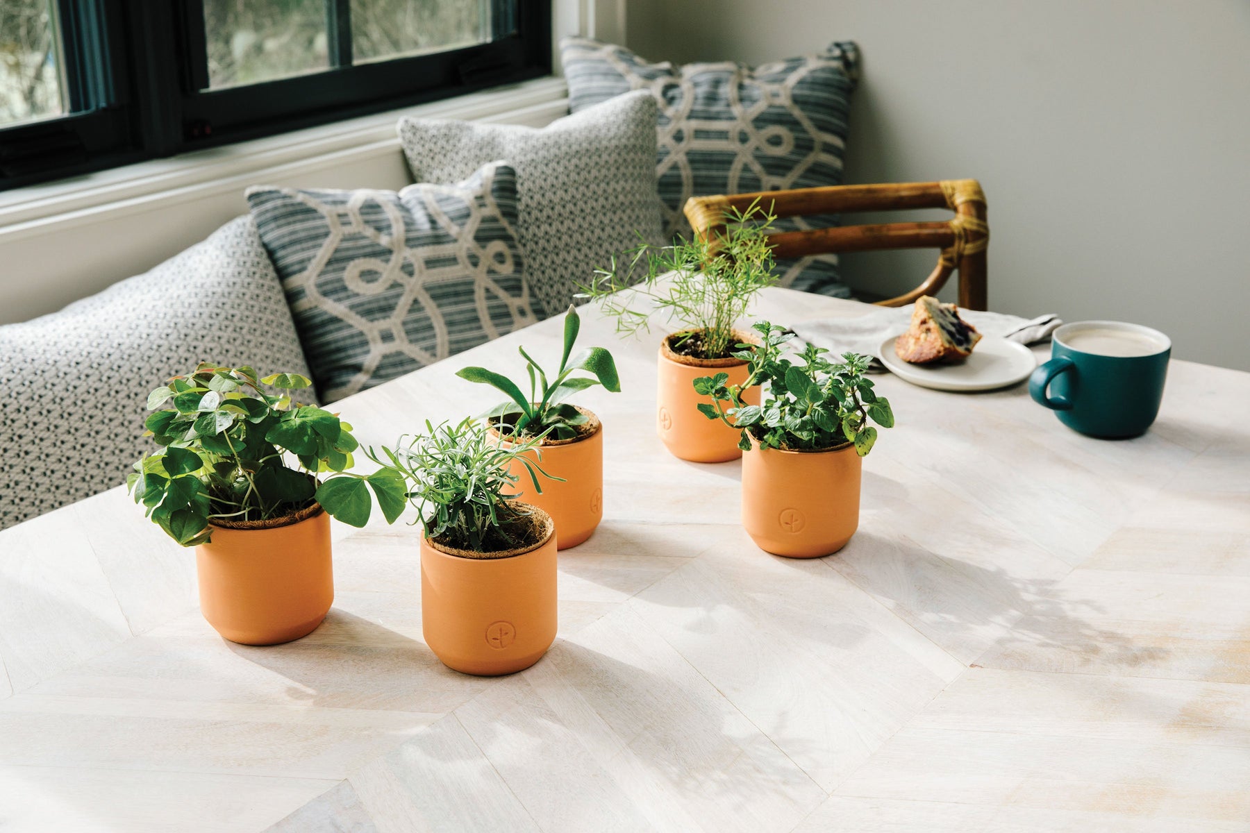 Tiny terracotta holiday kits displayed on a table, featuring five small potted plants in warm-toned pots.
