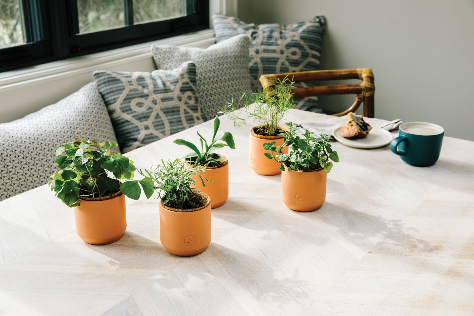 Five tiny terracotta pots with various green plants arranged on a light wooden table, with a cozy setting in the background.