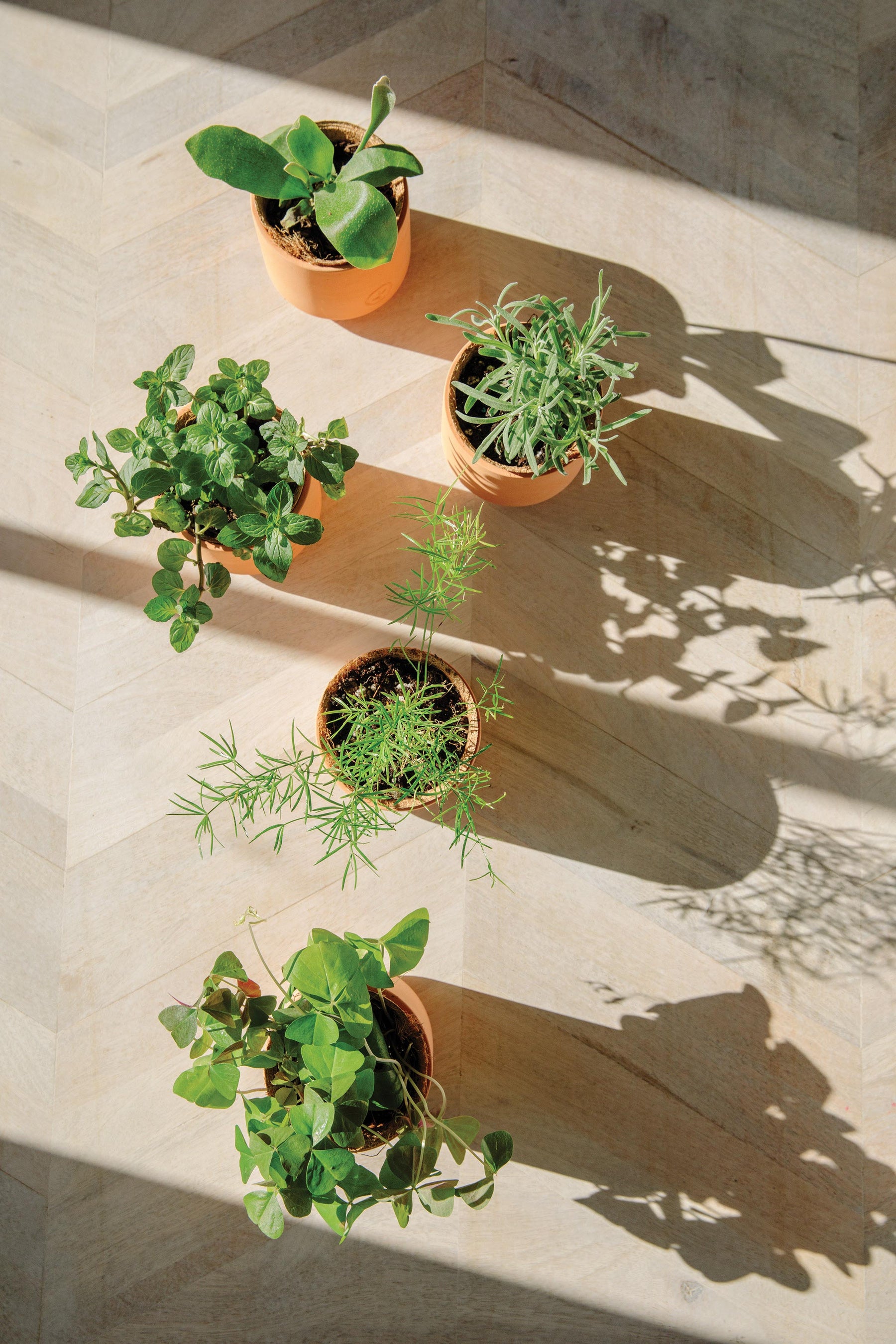 Five small terracotta pots with various green plants arranged on a light wooden surface, casting shadows.