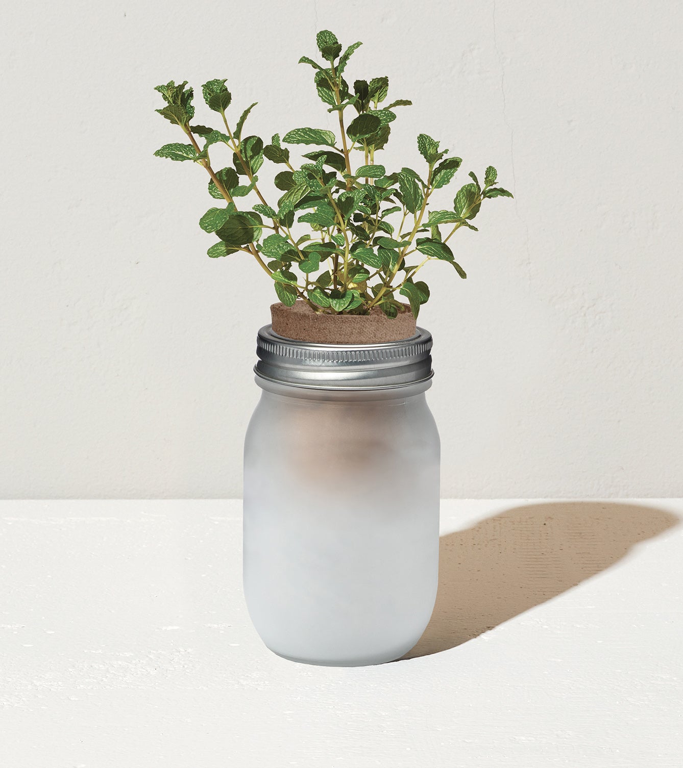 Frosted glass jar with a metal lid, featuring a small mint plant growing inside, set against a neutral background.