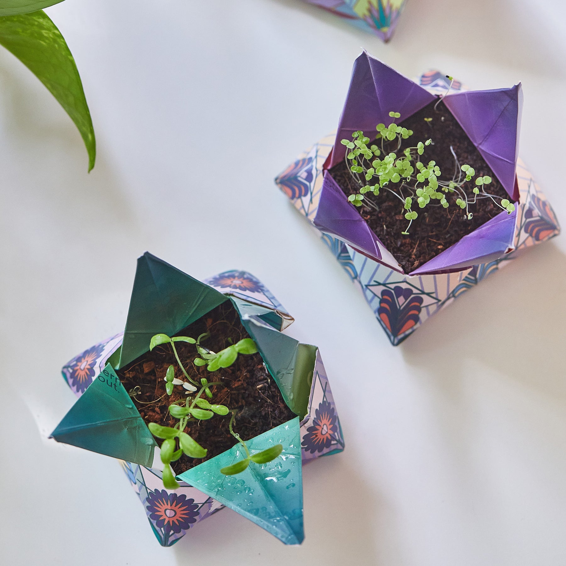Two colorful origami seed kits with young green seedlings growing in soil, set against a light background.