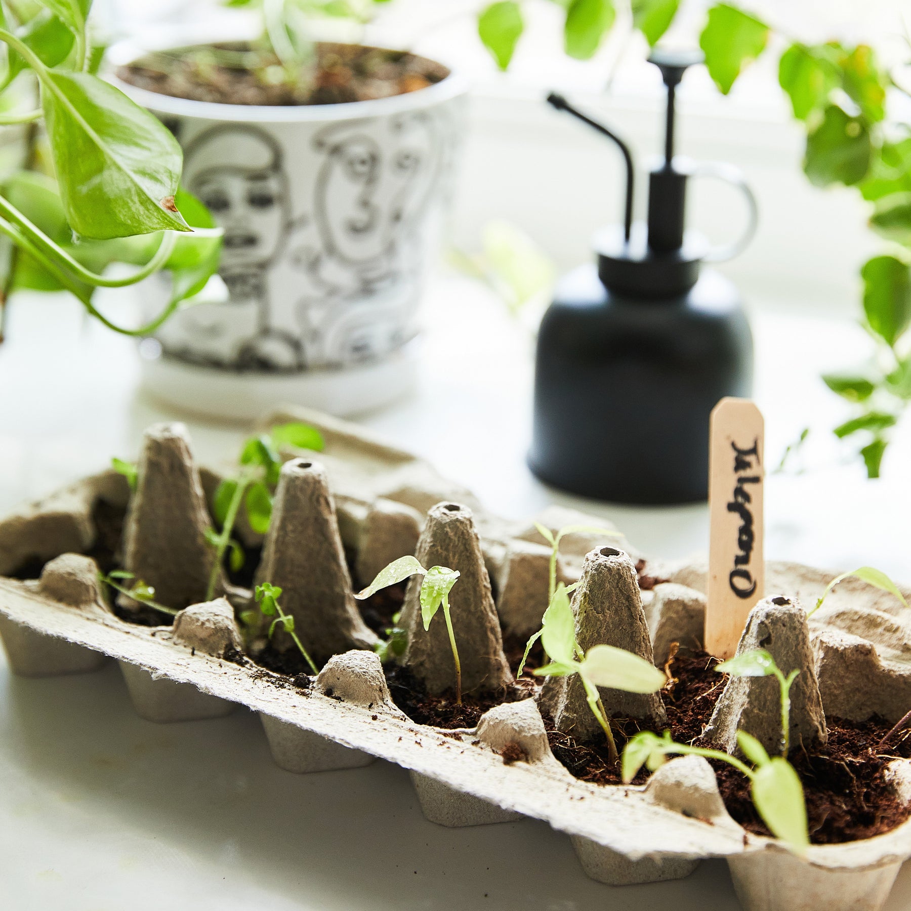 Seed collection with seedlings growing in an egg carton, surrounded by plants and a watering can.