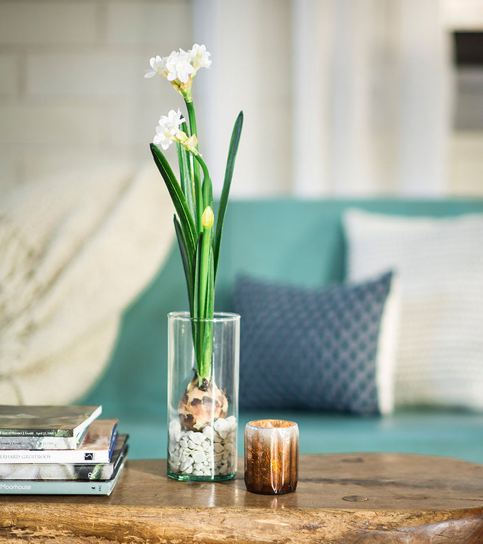 Winter Bulb Kits