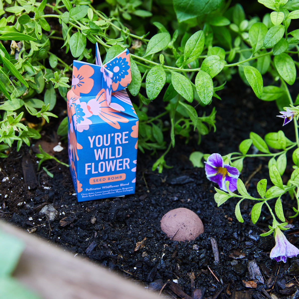 Colorful seed bomb packaging labeled "You're Wild Flower" nestled in soil among green plants and purple flowers.
