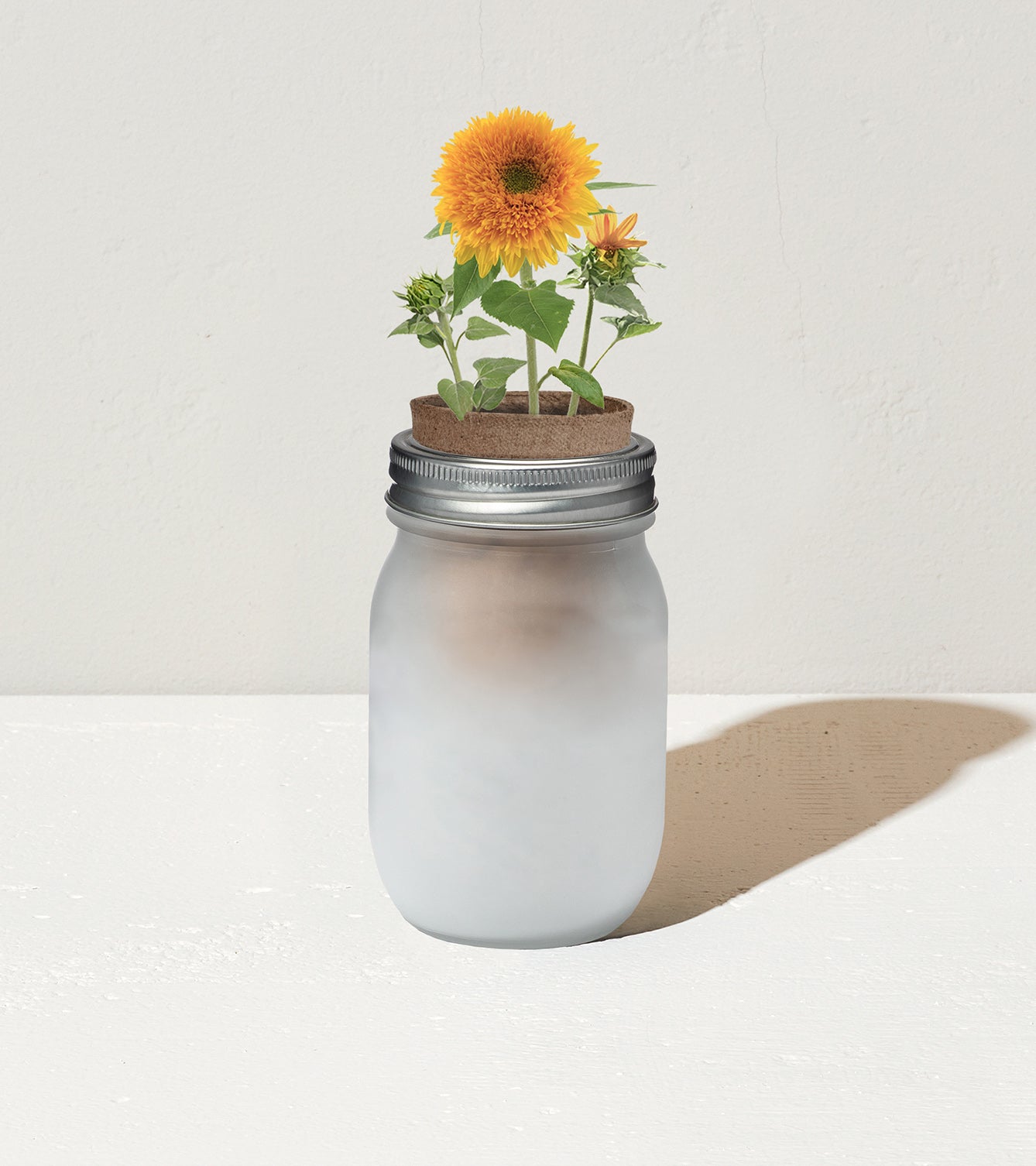 Frosted glass jar with a metal lid, featuring a sunflower and green plants growing from soil on top.