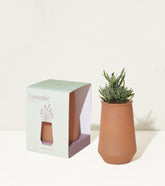 Tapered tumbler grow kit featuring a lavender plant in a terracotta pot beside its packaging.
