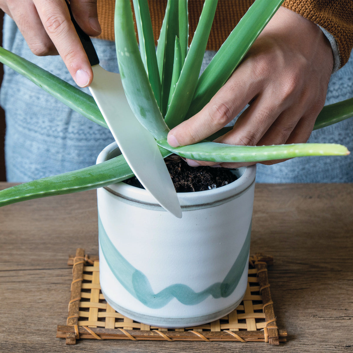 Aloe Vera Benefits: What's Aloe Actually Good For?