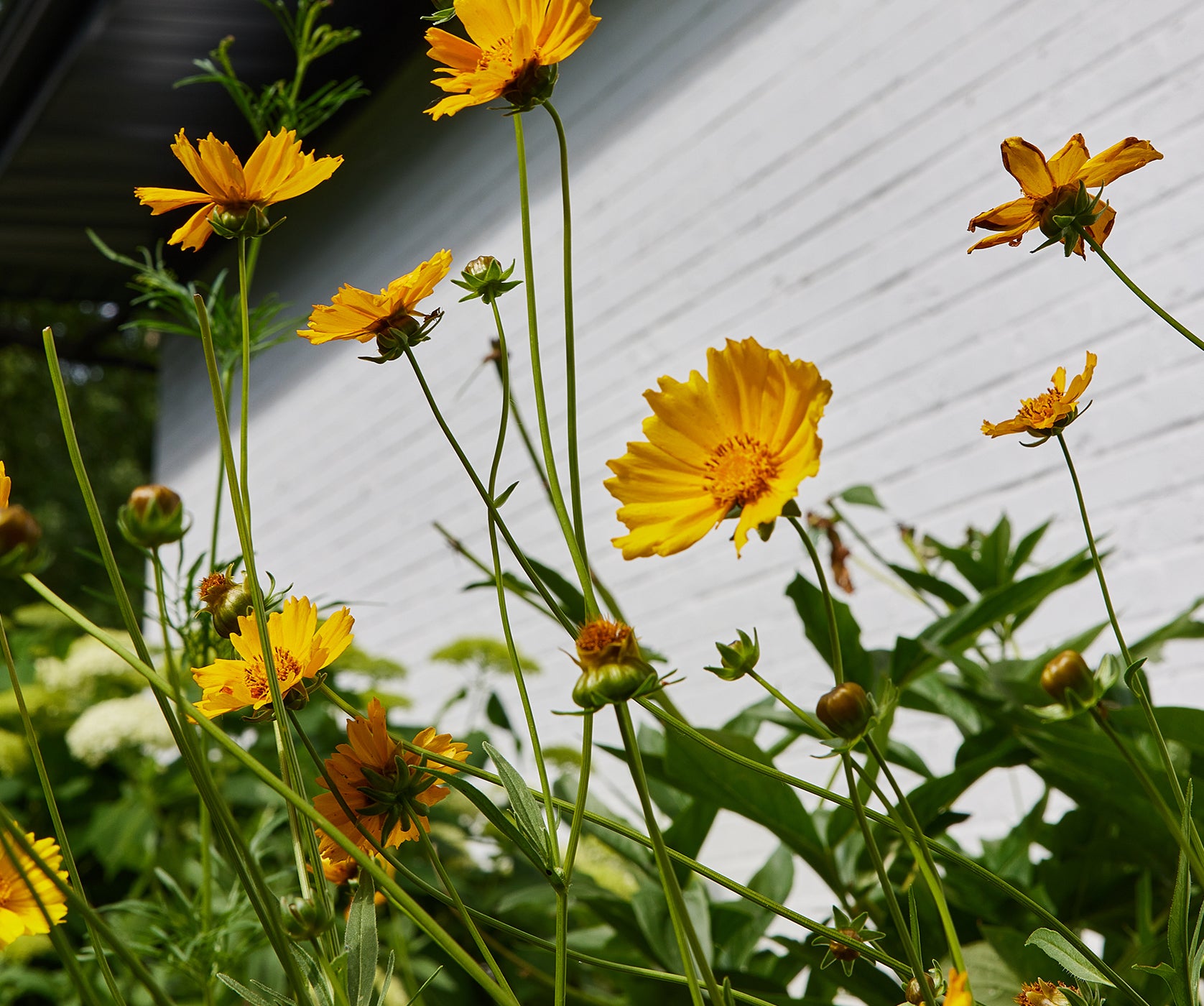 Wild(flowers) for Fall