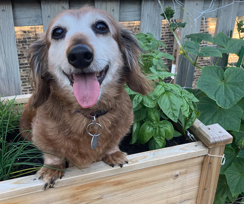 dog sitting in an herb bed smiling at the camera