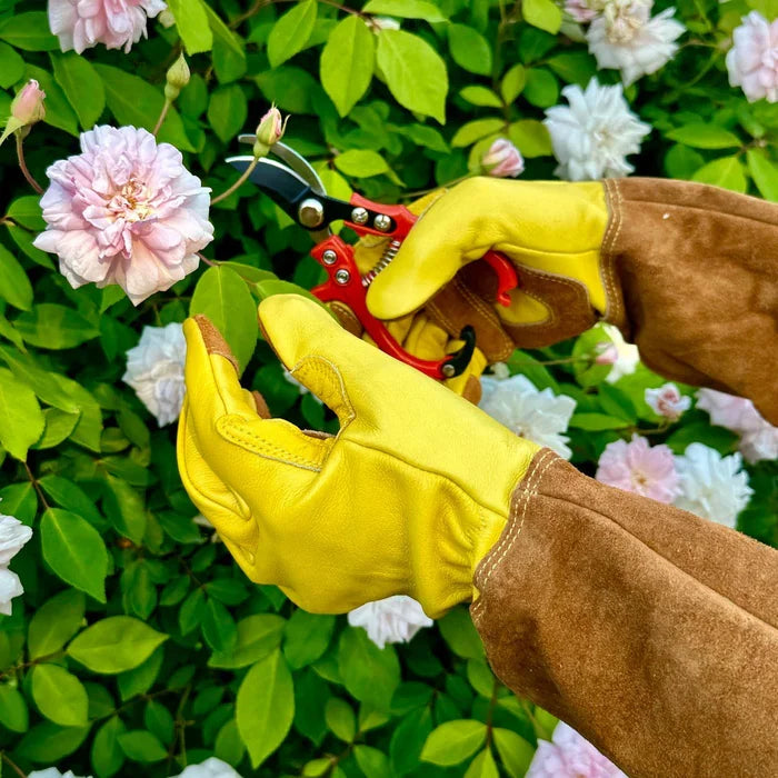 Gloved hands holding red pruners among blooming pink and white garden roses, Modern Sprout