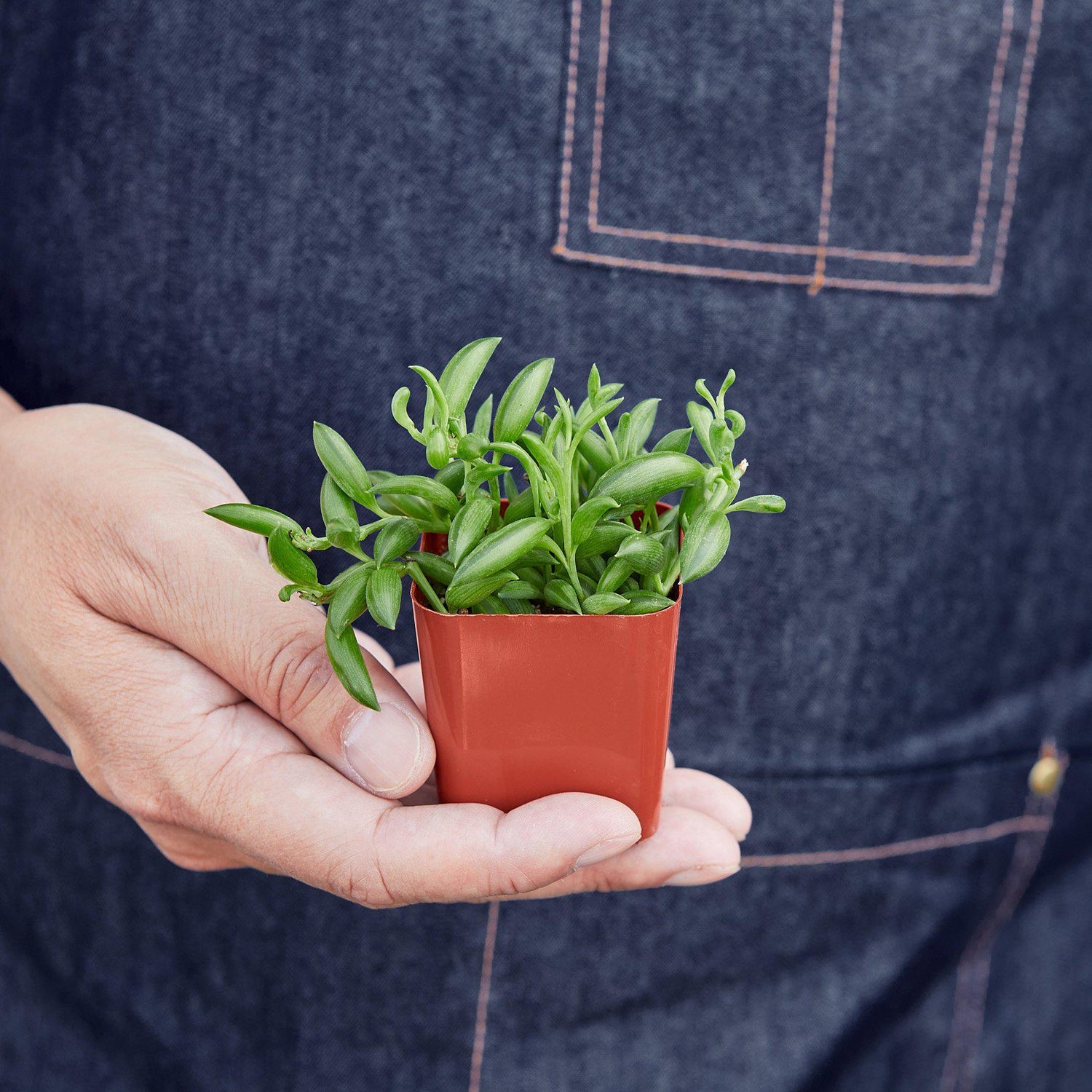 Guy holding a succulent
