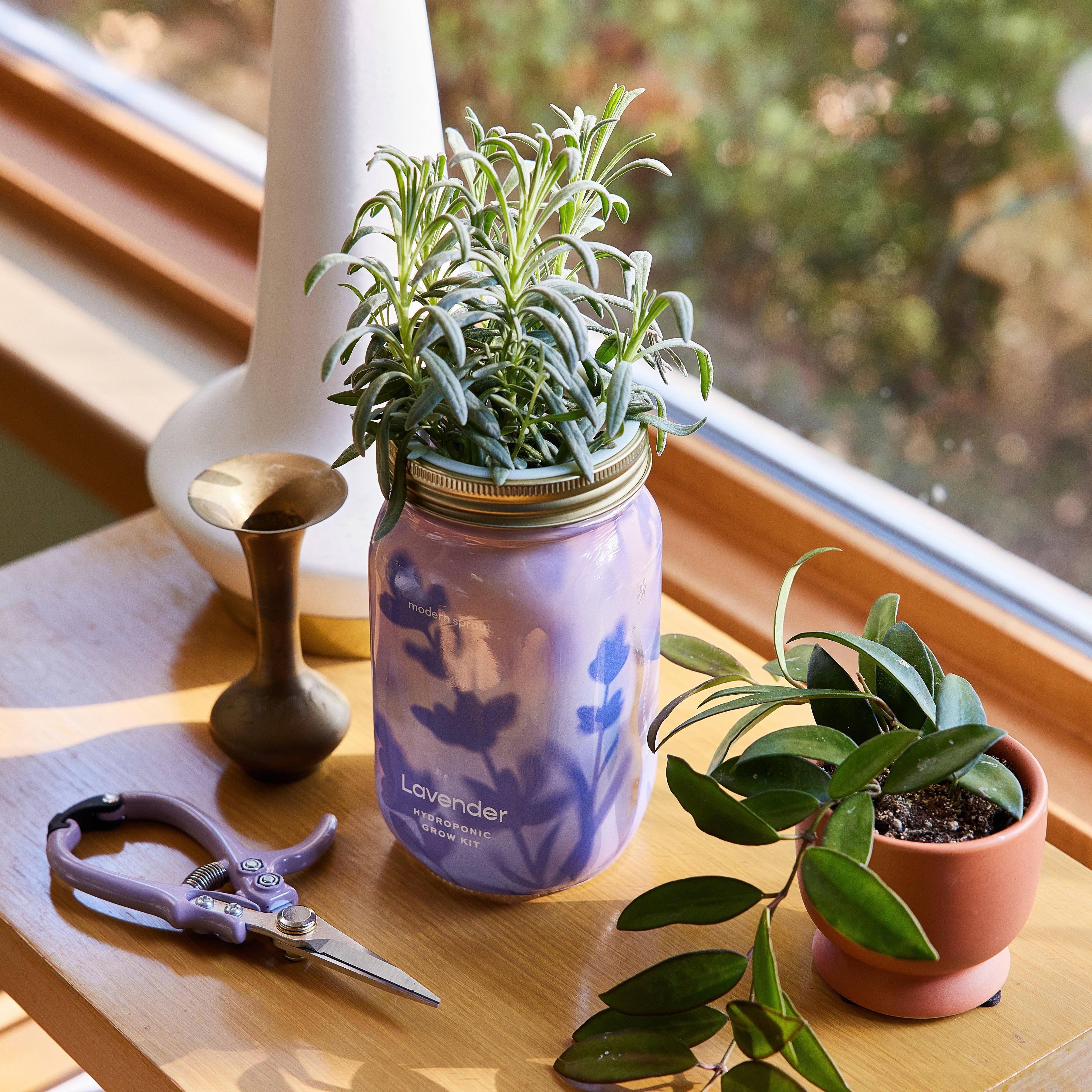 How to Grow Lavender From Seed: A Realistic Guide