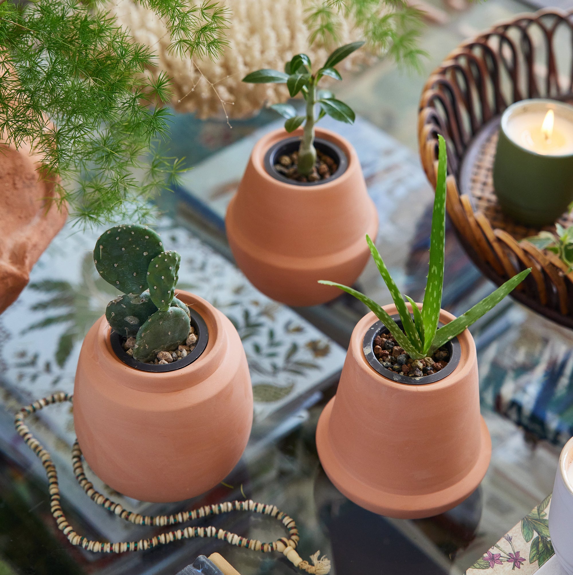 Modern Sprout Modern Terracotta Grow Kits in three vessel shapes on a coffee table