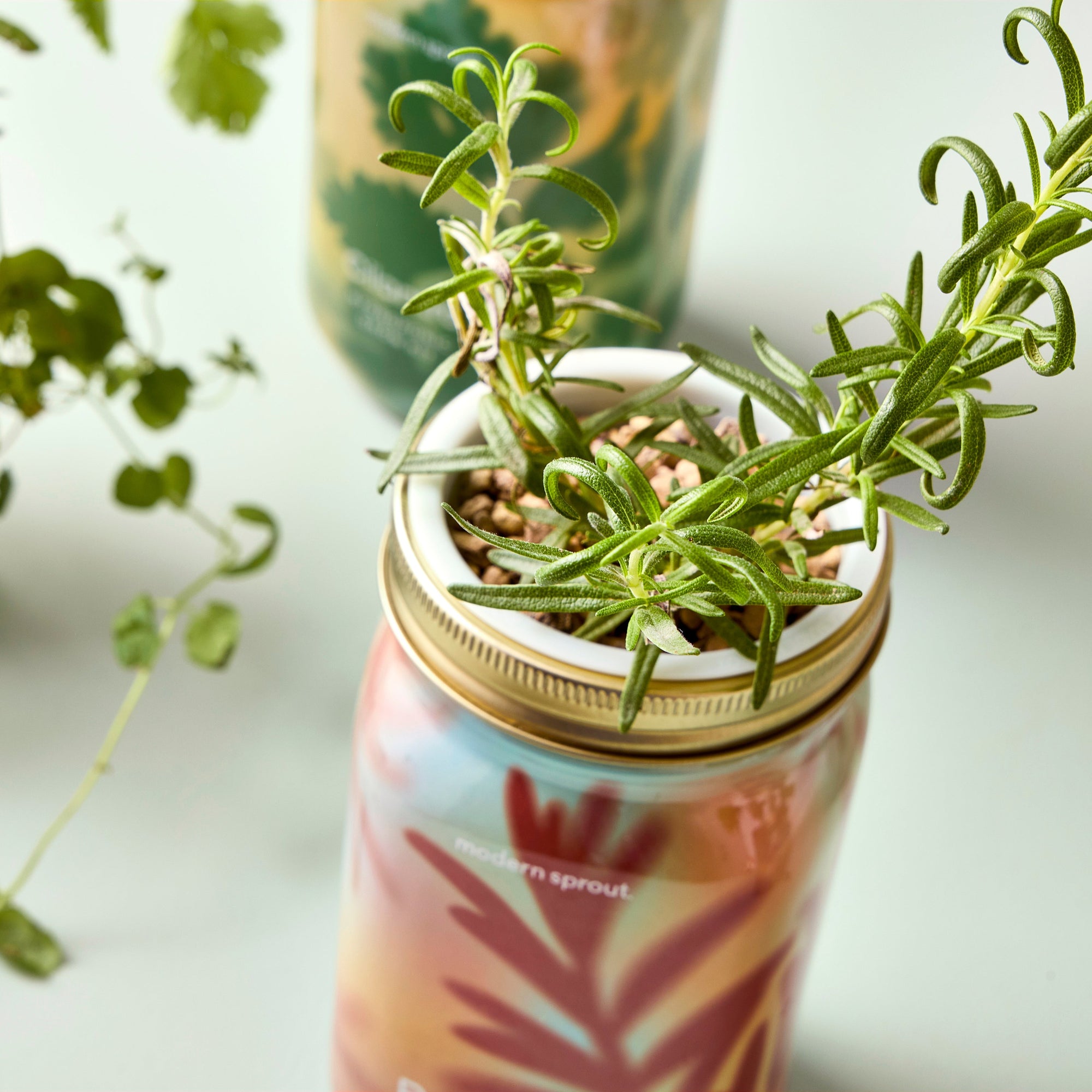 Overhead close-up of rosemary sprigs growing by Modern Sprout