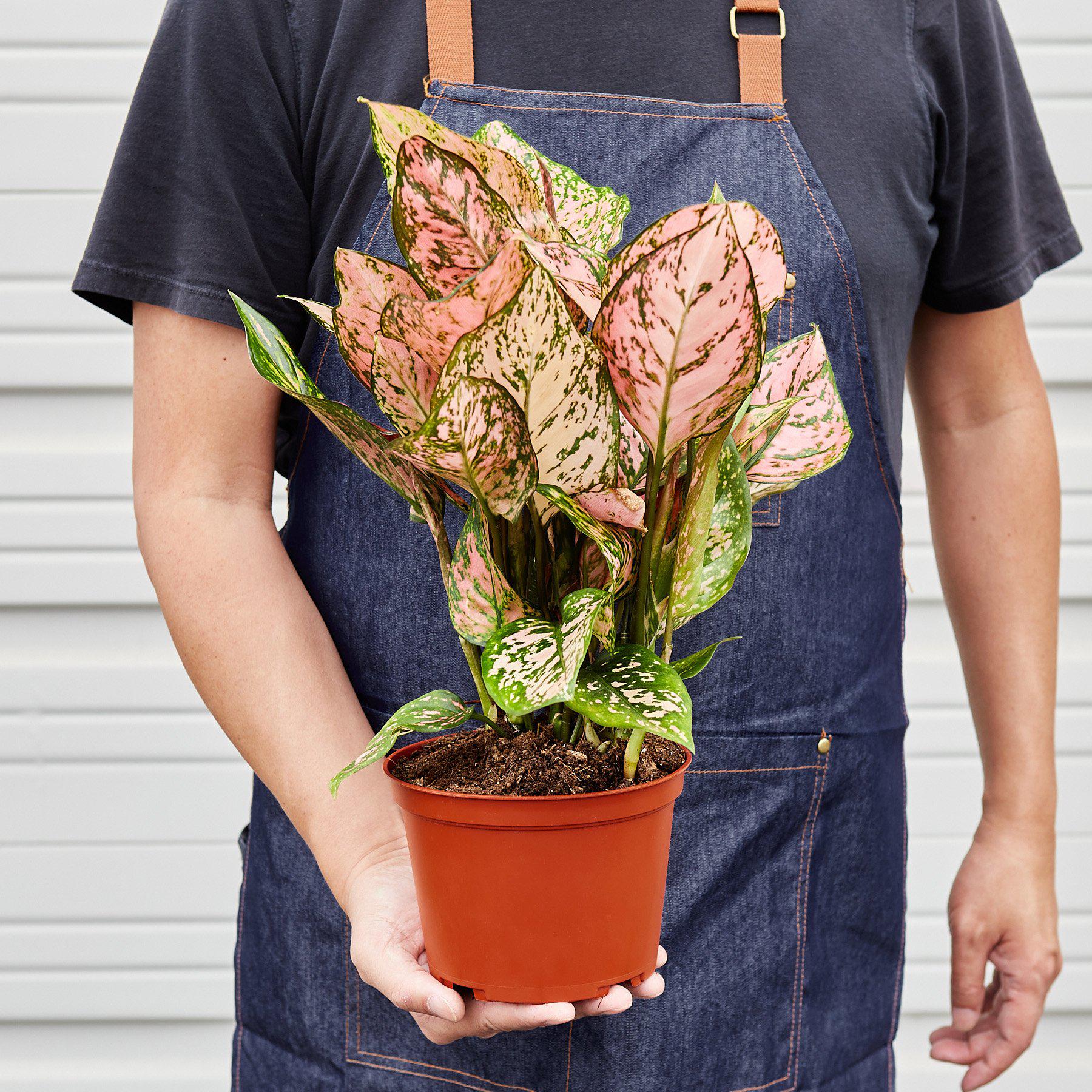aglaonema pink lady valentine Chinese Evergreen 'Lady Valentine' 4" Pot / Nursery
