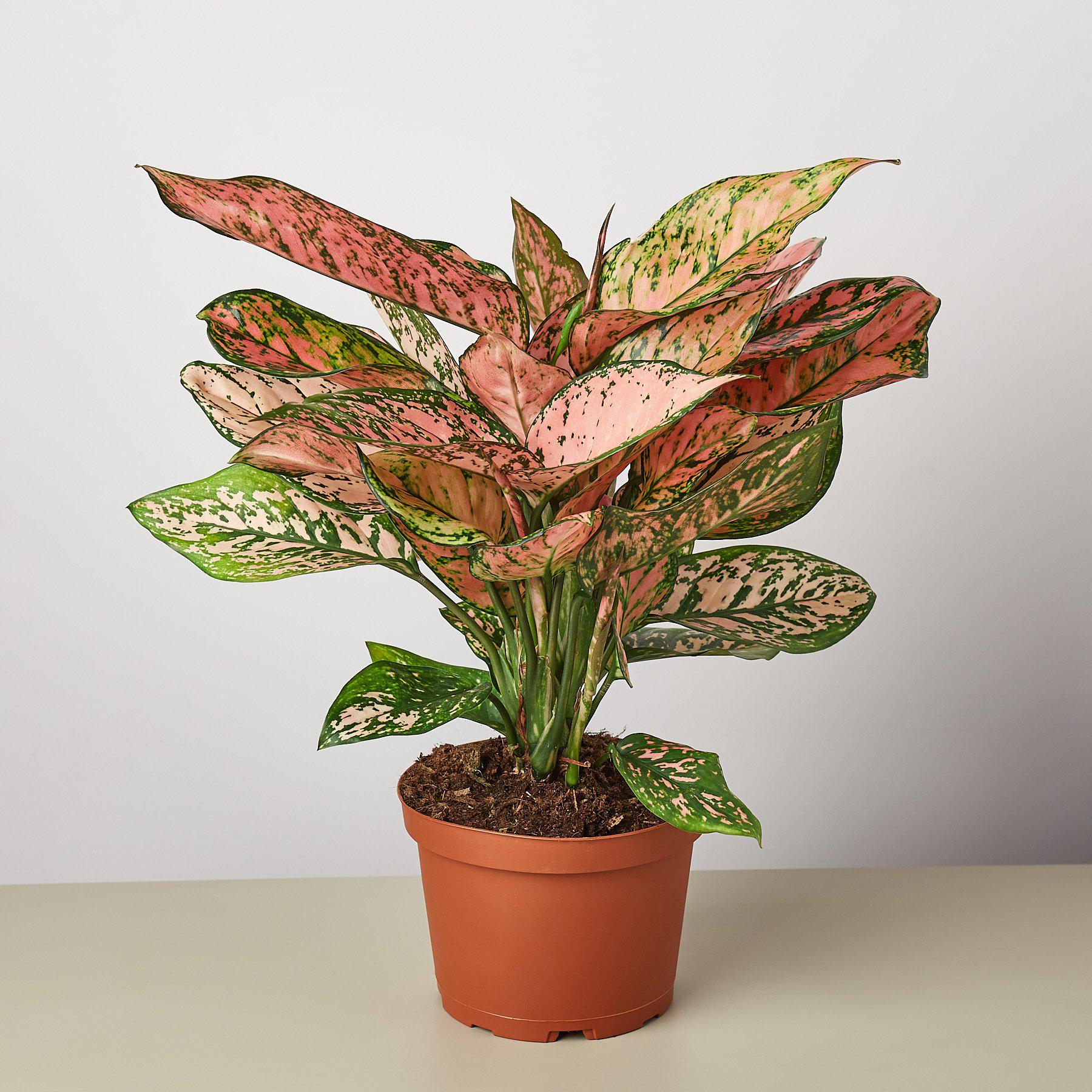 aglaonema lady Chinese Evergreen 'Lady Valentine' 4" Pot / Nursery