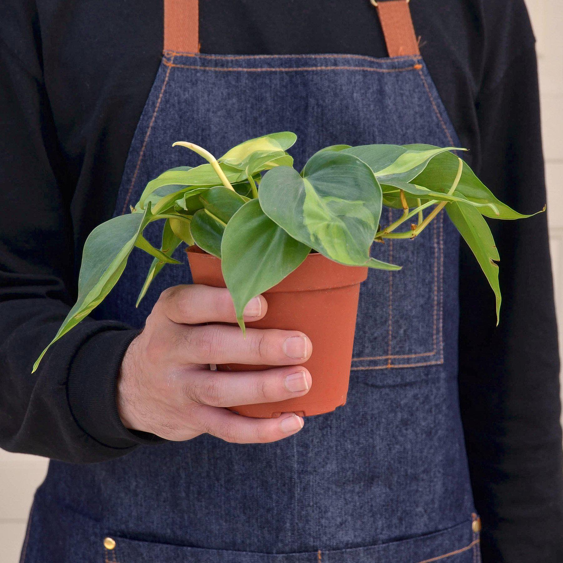 philodendron cordatum brazil Philodendron 'Brasil' 3" Pot
