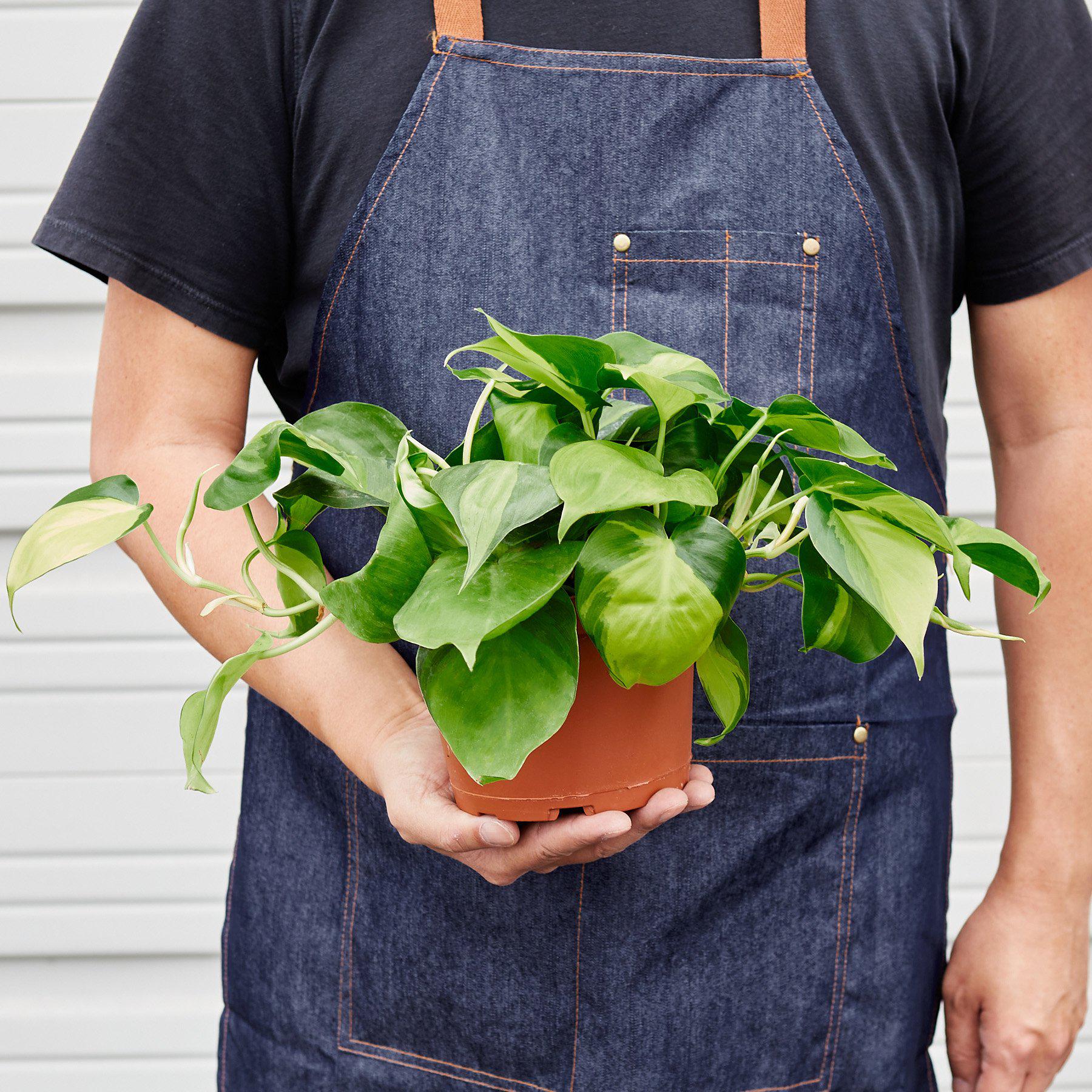 philodendron brasil buy Philodendron 'Brasil' 3" Pot