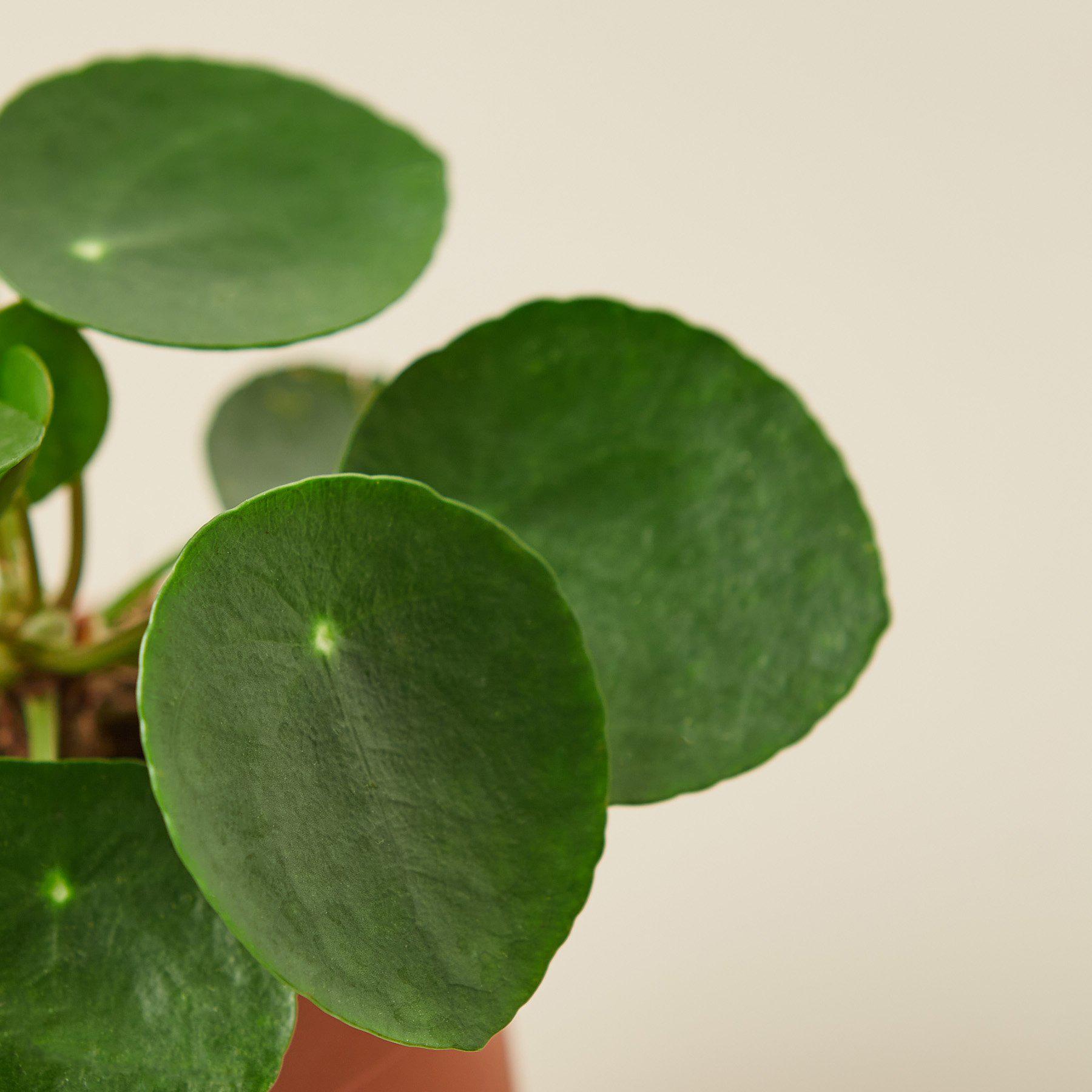 chinese money plant for sale near me Pilea Peperomioides 'Chinese Money' 4" Pot / Nursery Pot