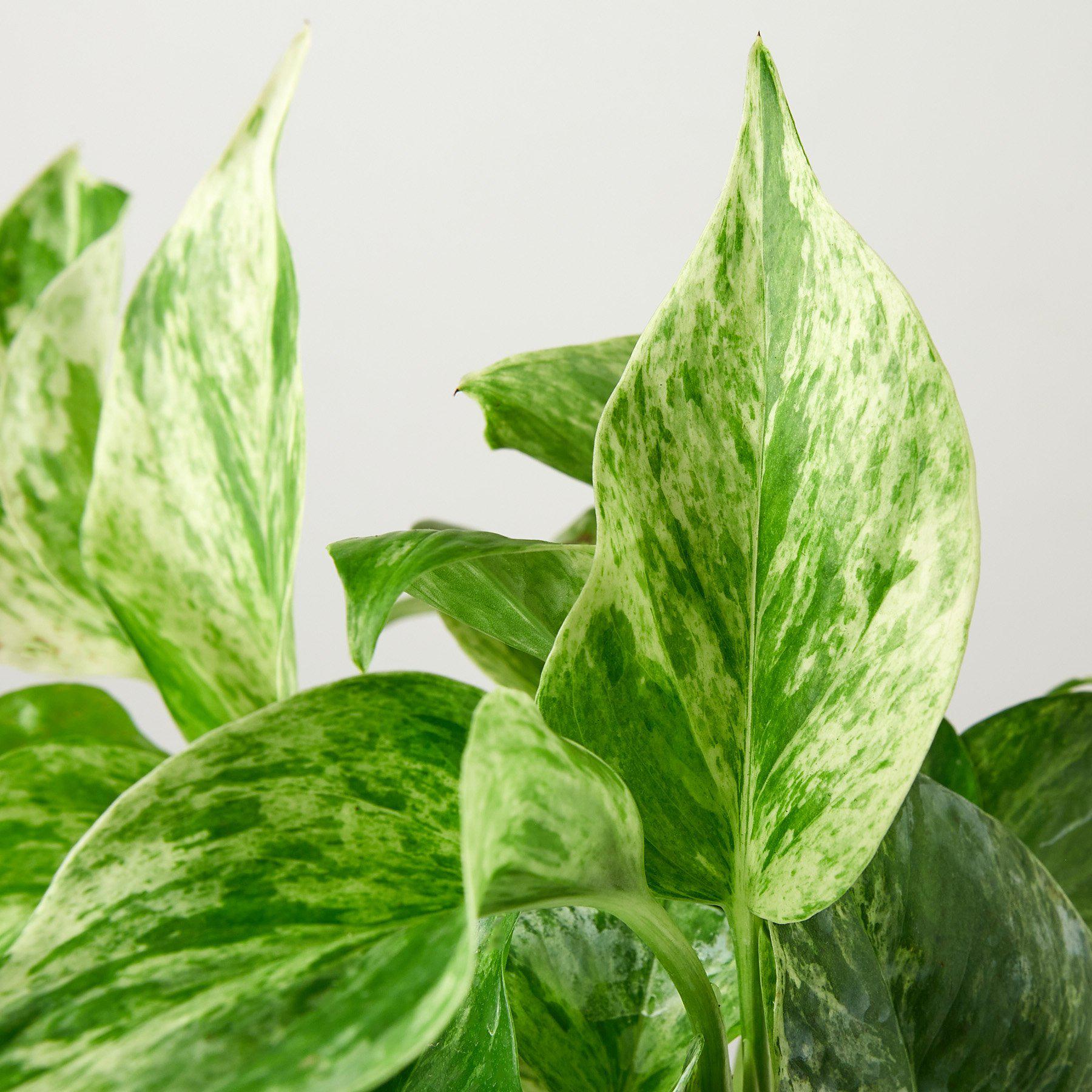 pothos aureus Pothos 'Marble Queen'
