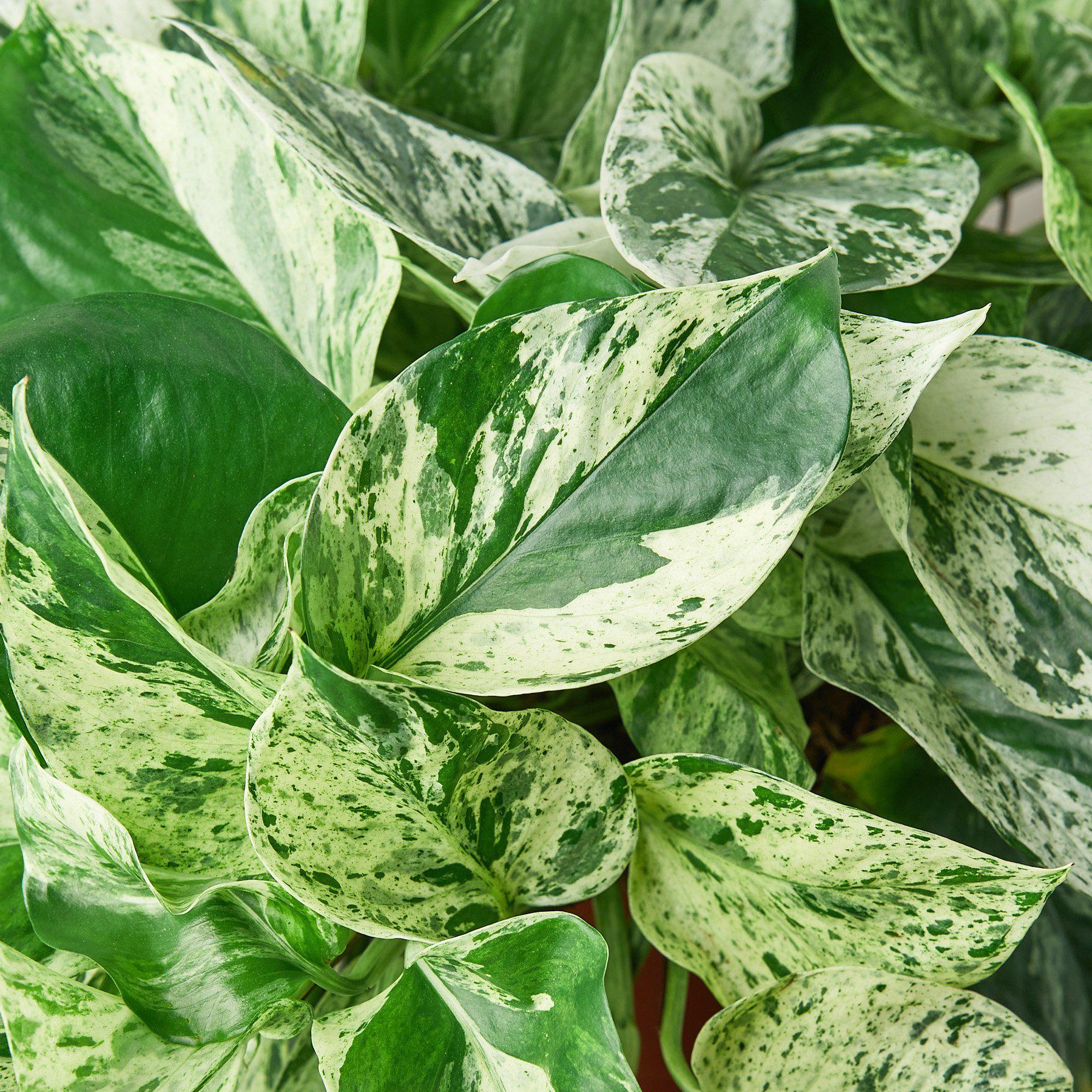 golden pothos or marble queen Pothos 'Marble Queen'