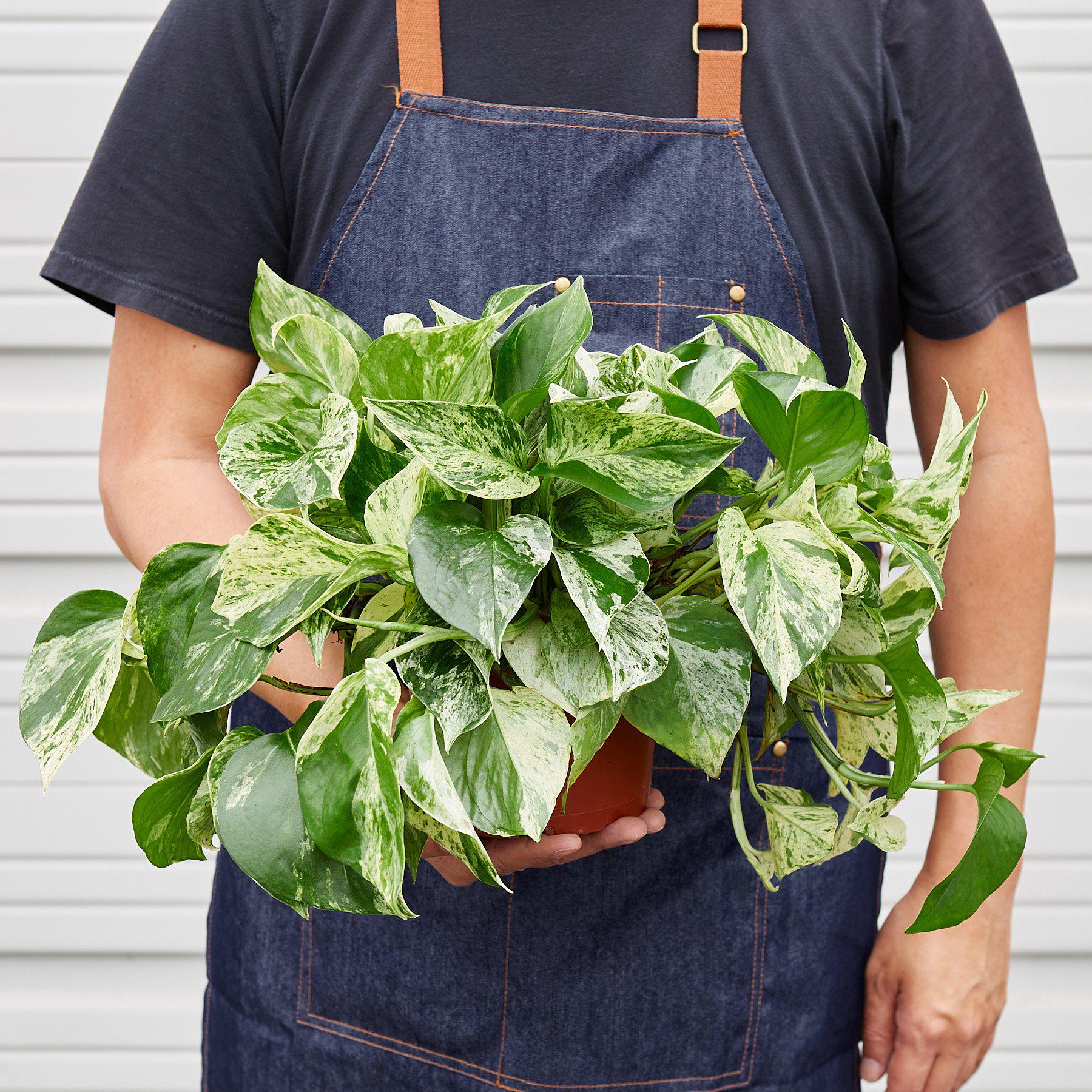 marble queen pothos near me Pothos 'Marble Queen'