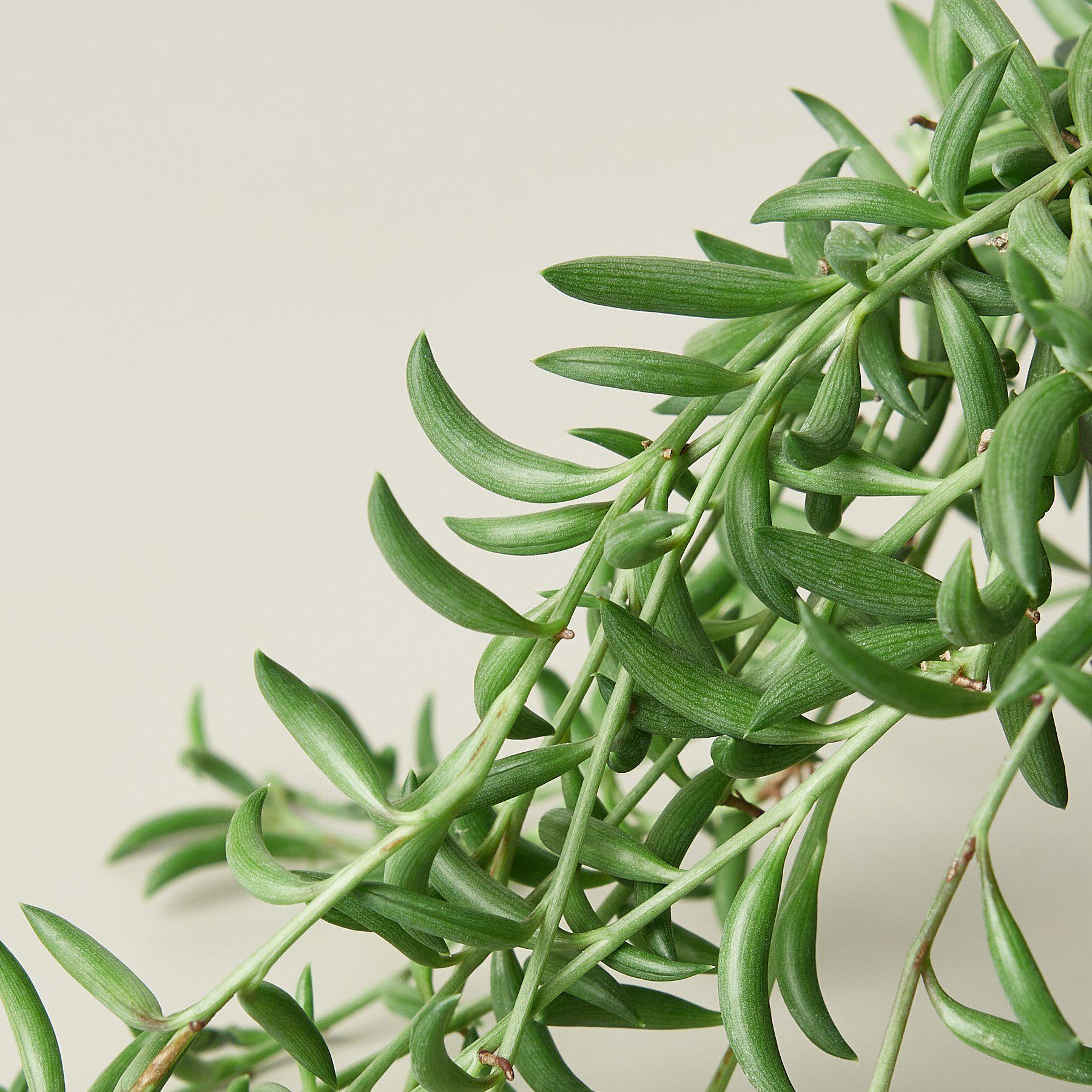 succulent string of bananas plant Succulent 'String of Bananas' 4" Pot