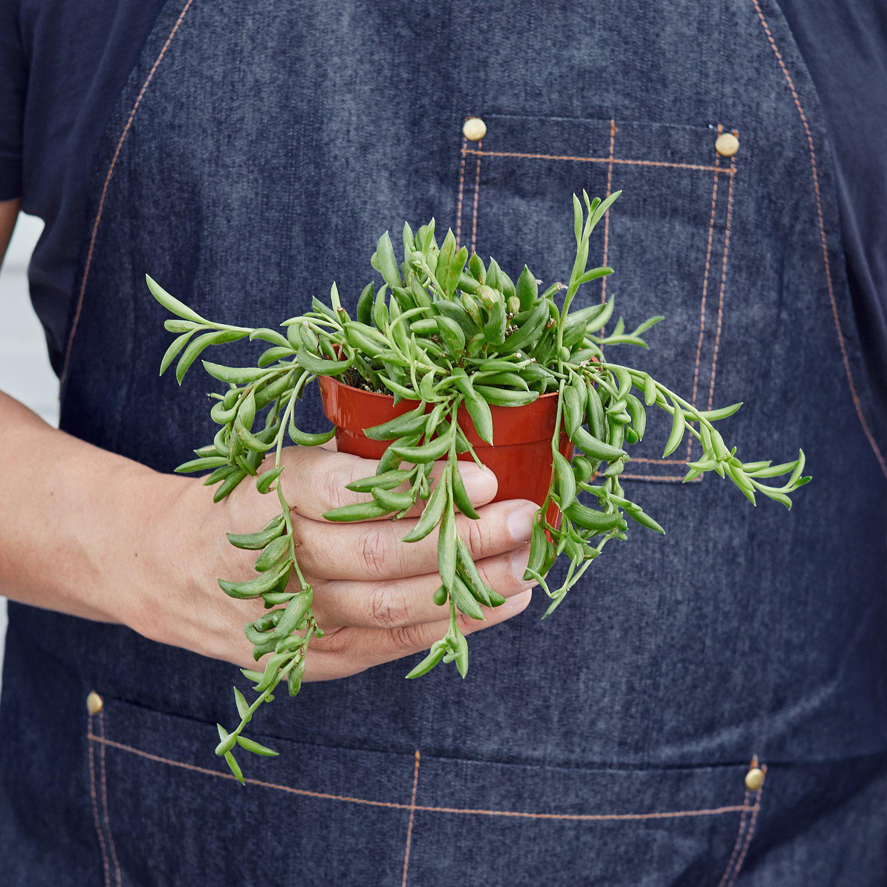 string of banana succulent Succulent 'String of Bananas' | Senecio Radicans