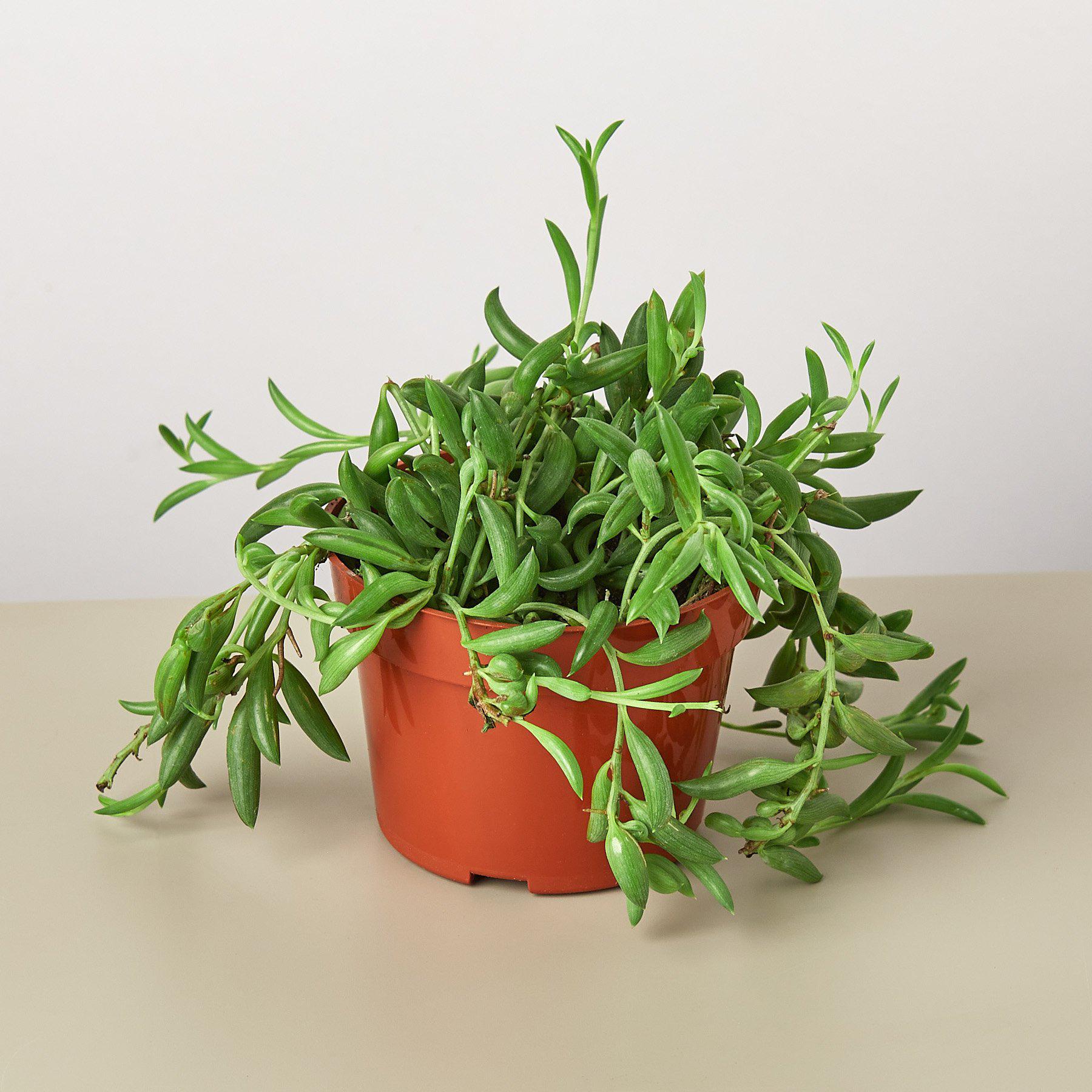 banana plant indoor succulent Succulent 'String of Bananas' 4" Pot