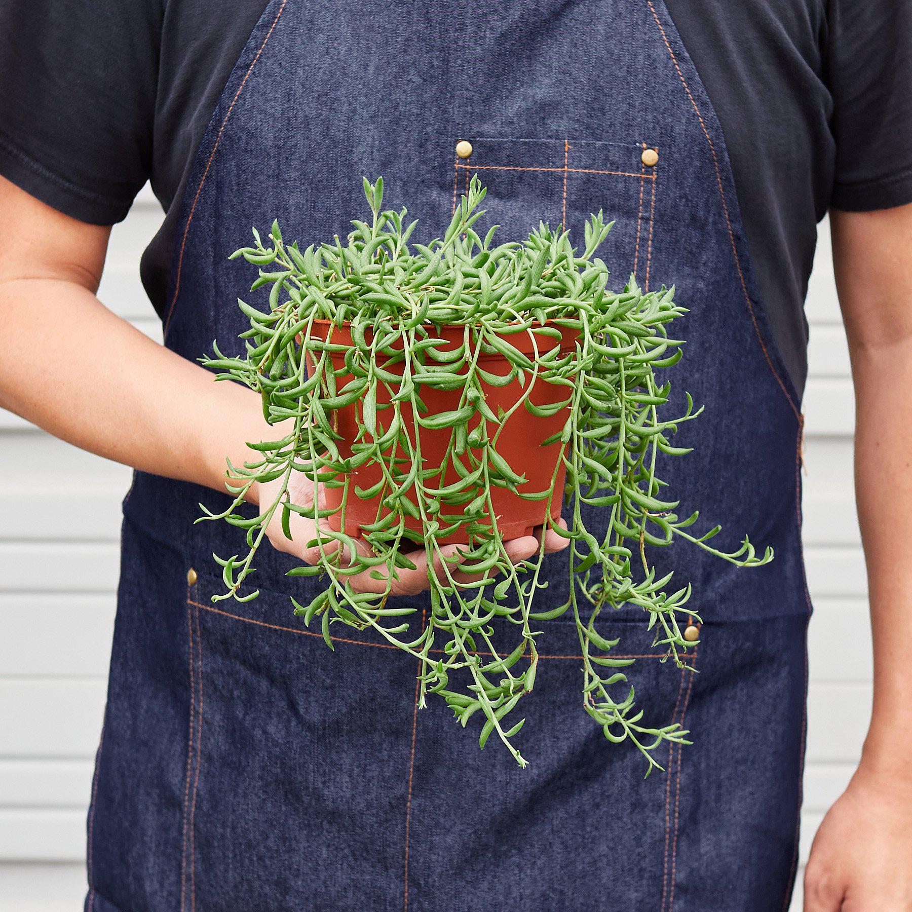 string hanging succulents Succulent 'String of Bananas' 4" Pot