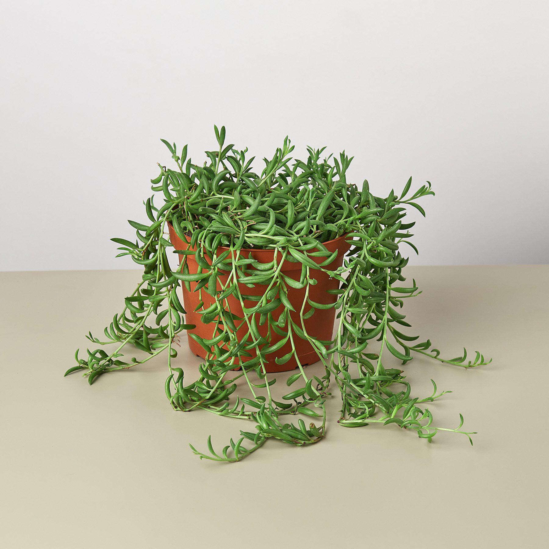 string of beans succulent Succulent 'String of Bananas' | Senecio Radicans