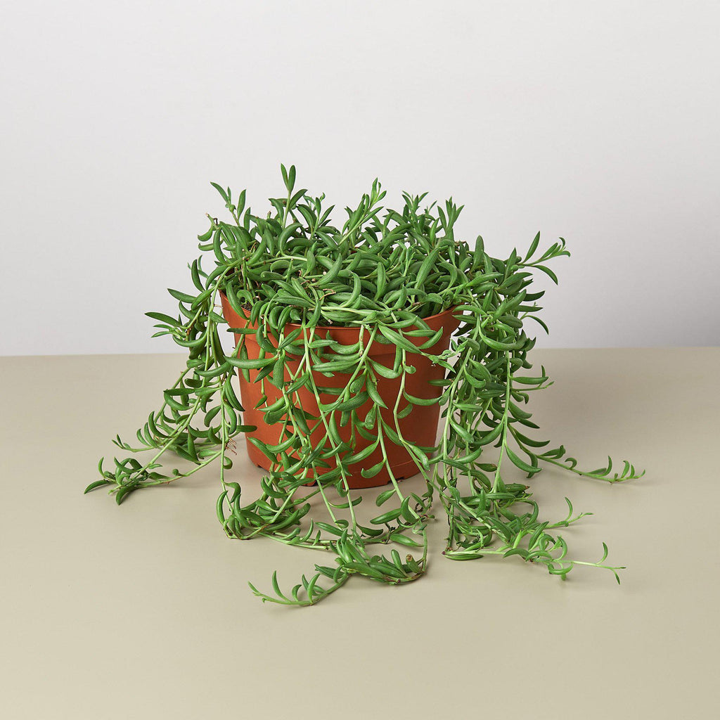 banana string succulent Succulent 'String of Bananas' 4" Pot