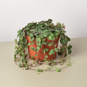 Succulent 'String of Hearts'