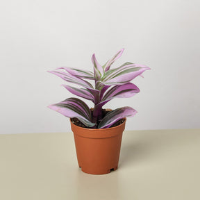 Tradescantia 'Nanouk'