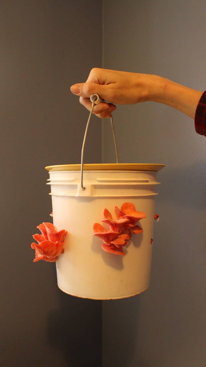 Pink Oyster Mushroom Growing Kit