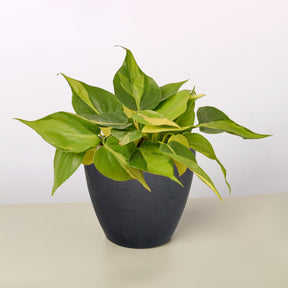 Philodendron 'Brasil'