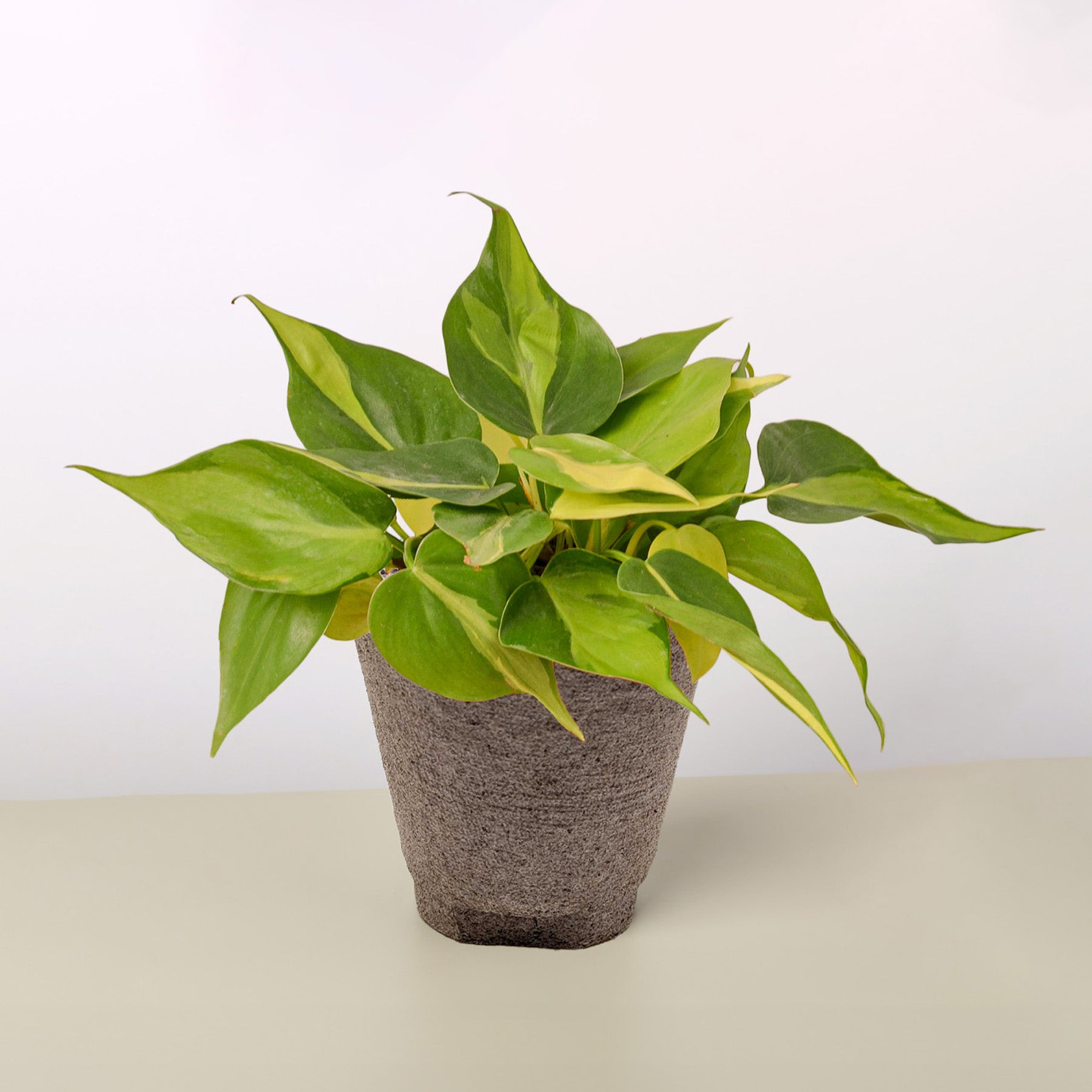 philodendron brasil near me Philodendron 'Brasil'