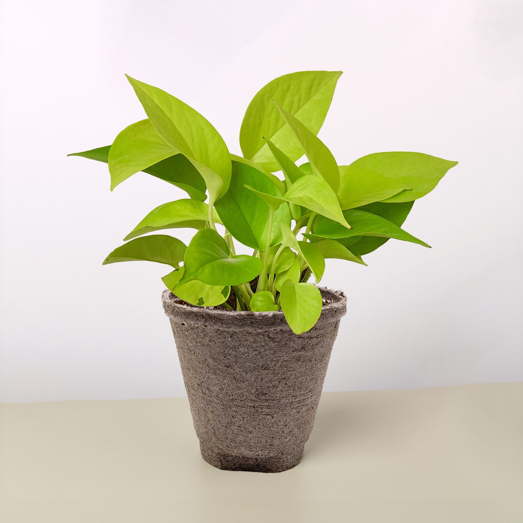 pothos neon Pothos 'Neon' Live Plant, 4" Pot