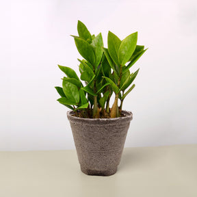Zamioculcas Zamiifolia 'ZZ' Plant