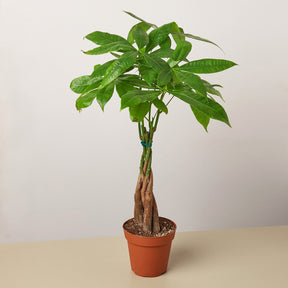 Money Tree 'Guiana Chestnut' Pachira Braid
