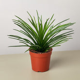 Succulent Agave Twin Flower