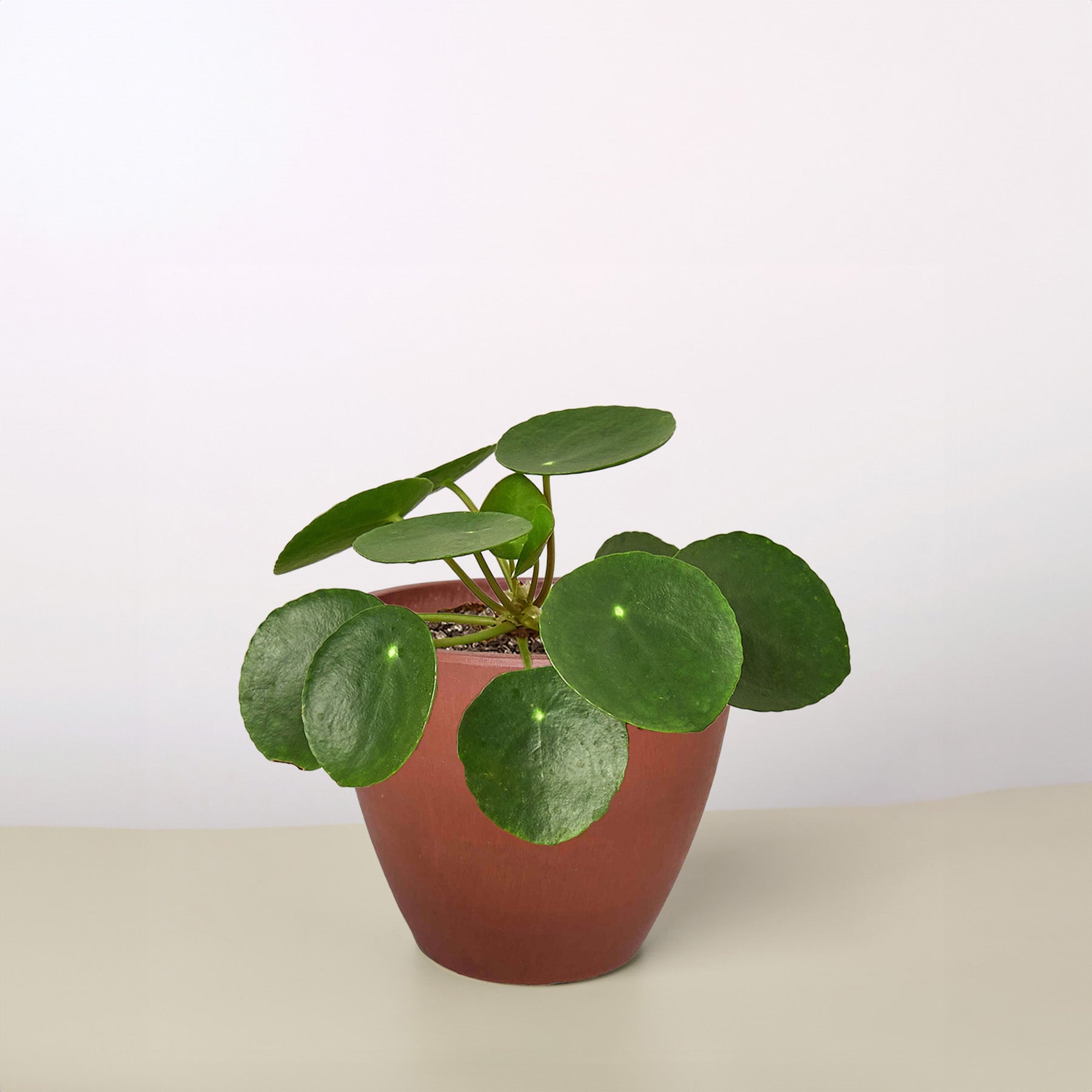 hybrid money plant Pilea Peperomioides 'Chinese Money' 4" Pot / Nursery Pot
