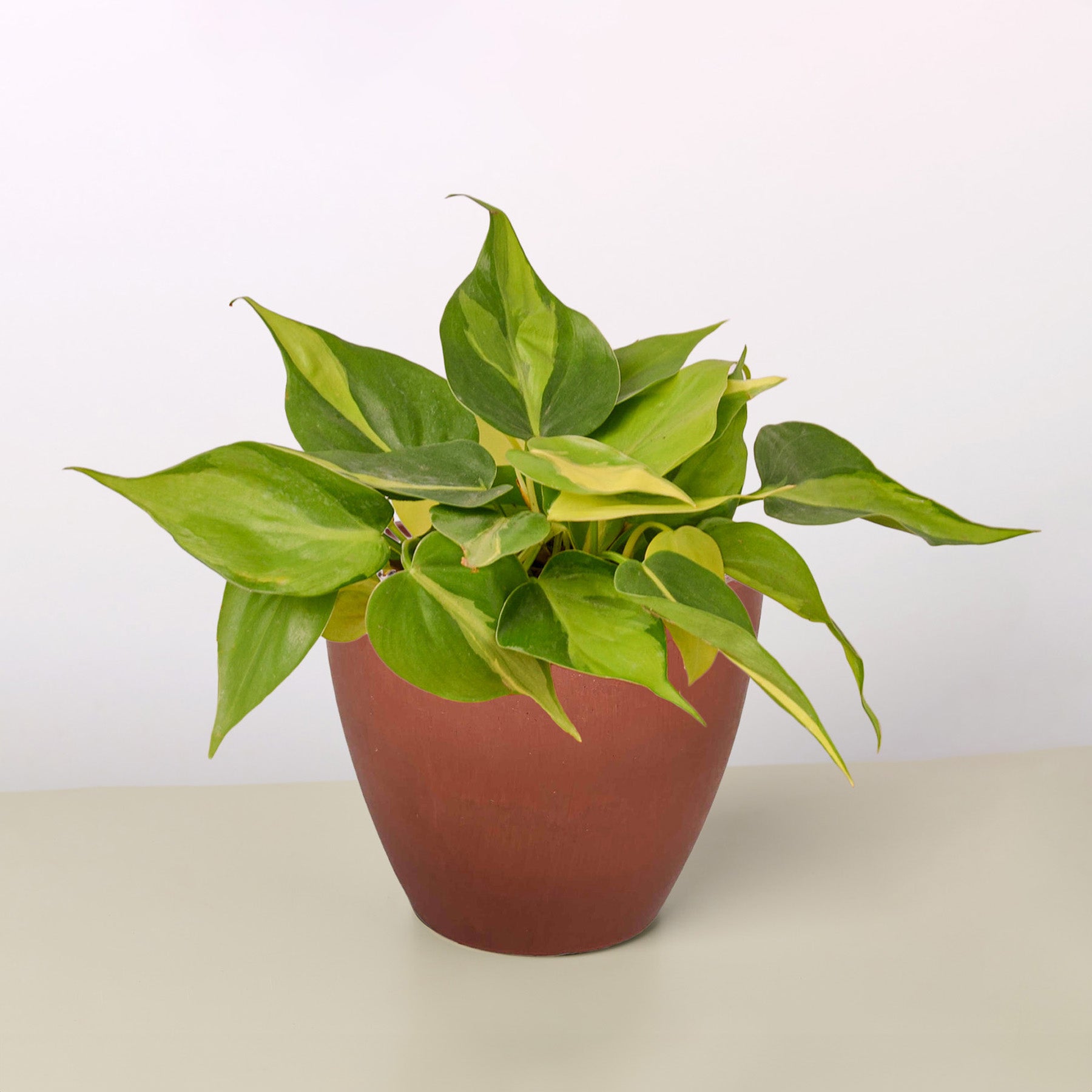 philodendron in terracotta Philodendron 'Brasil' 3" Pot