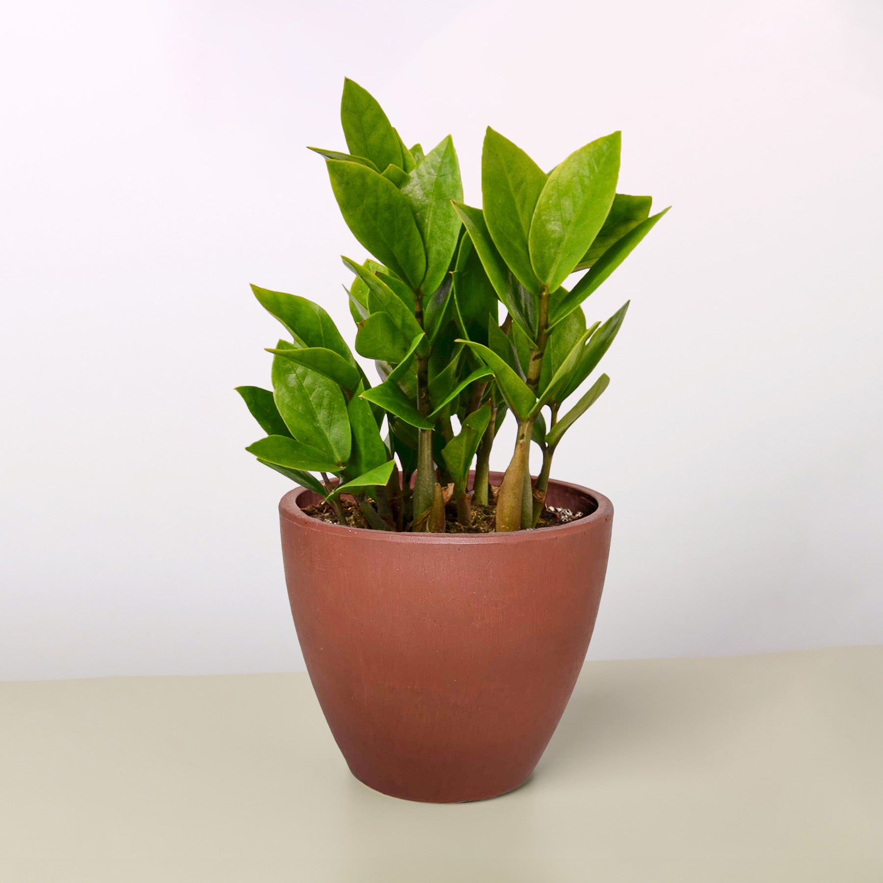 Zamioculcas Zamiifolia 'ZZ' Plant