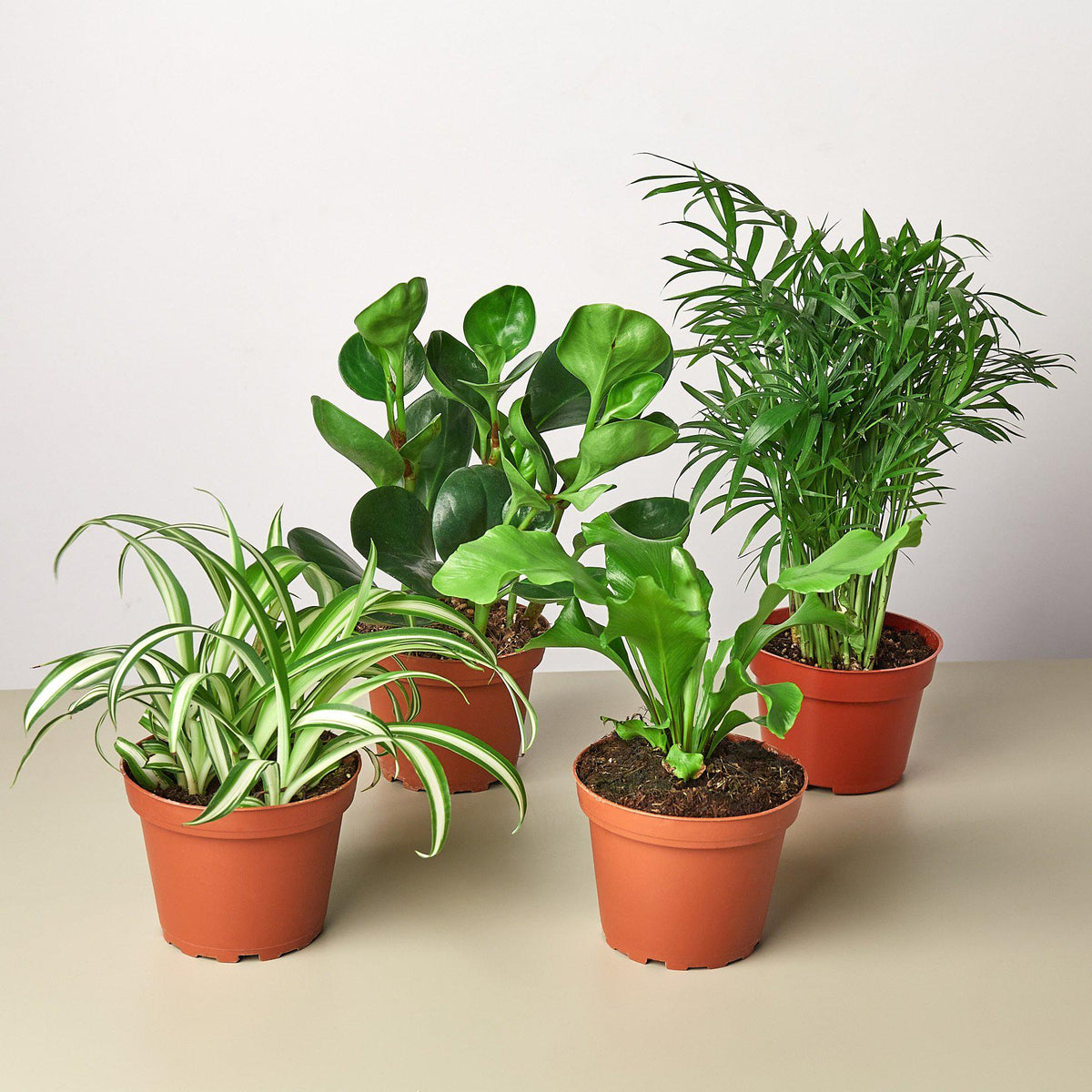 Pet Friendly Houseplant Variety Bundle