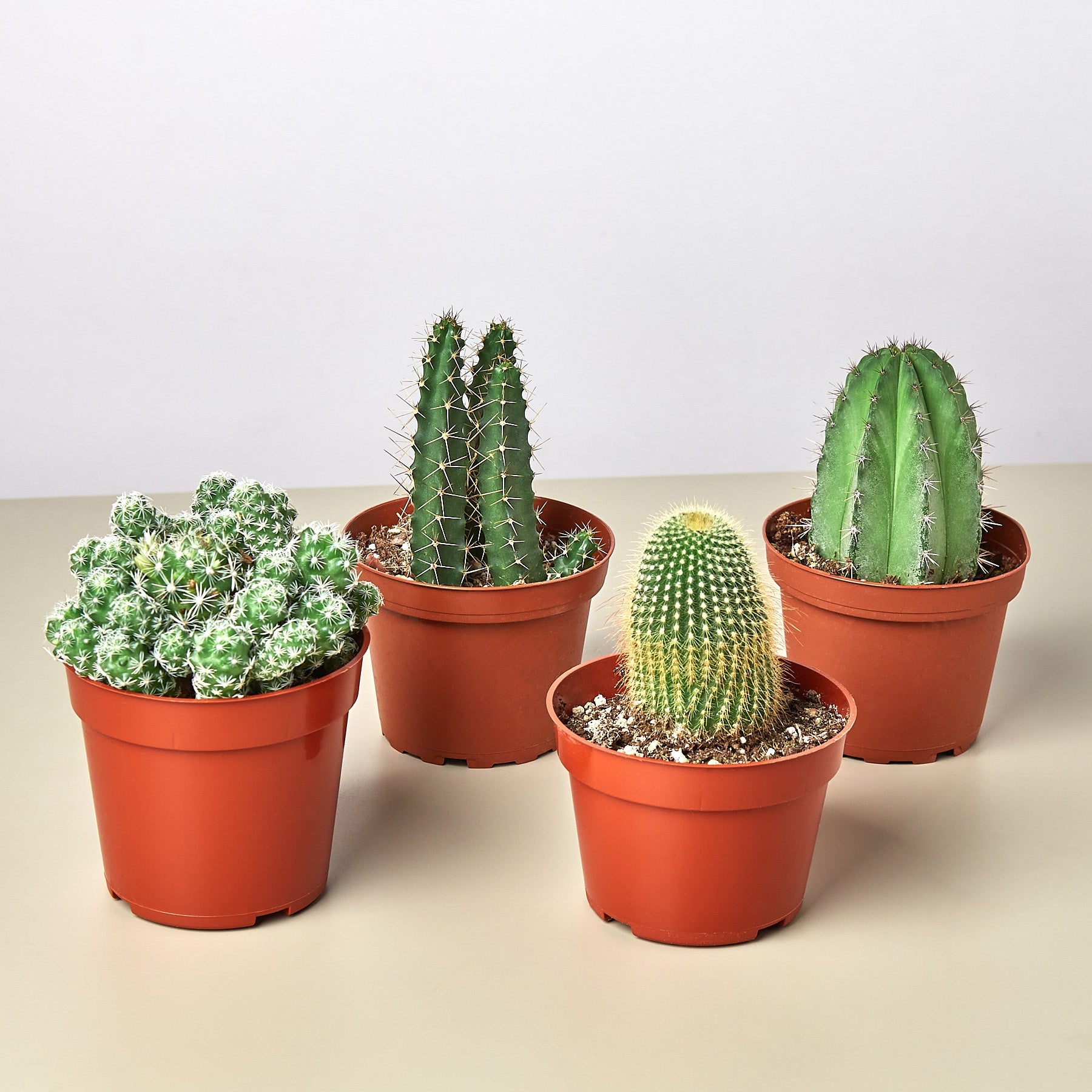 4" Cacti Variety Bundle